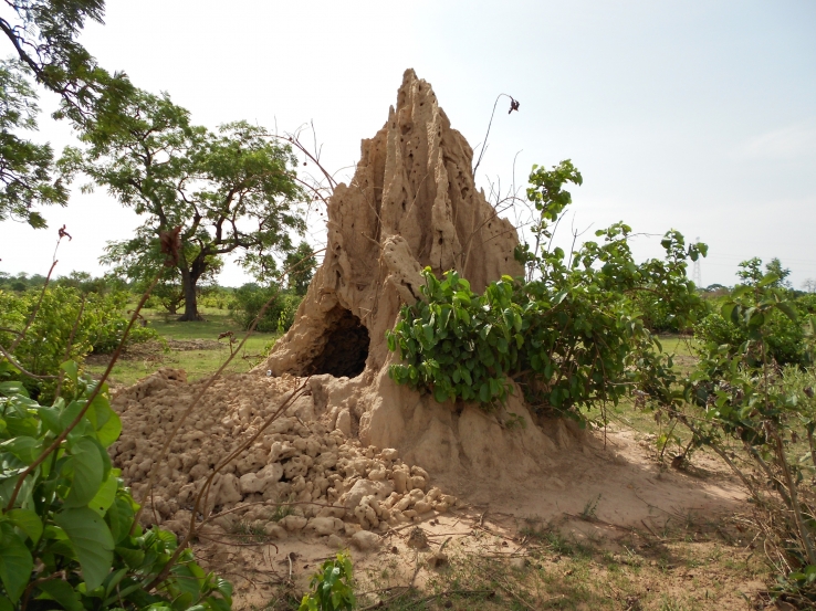 Termites