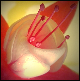 Bud Piece 1