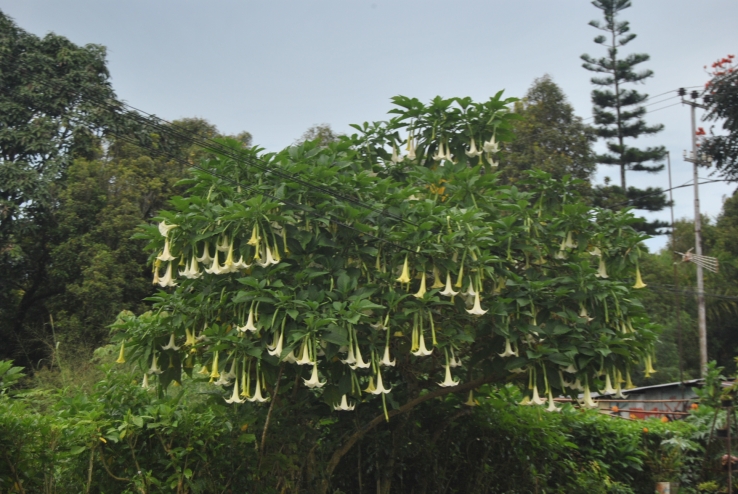 plant in malino, Indonesia