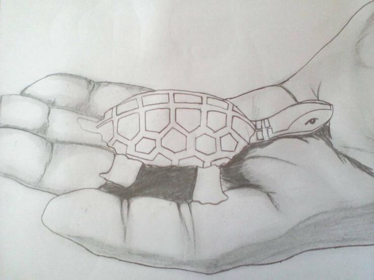 Tortoise