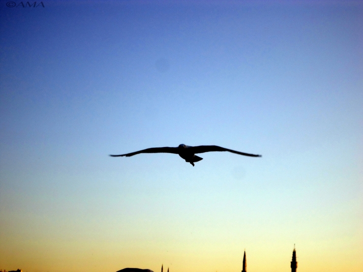 AMA, Marmara Sea, Istanbul