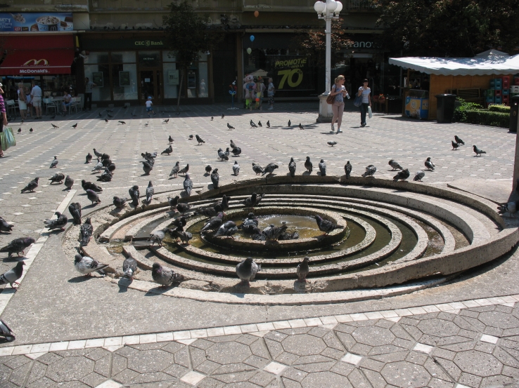 Birds Drinking in Timisoara, Romania