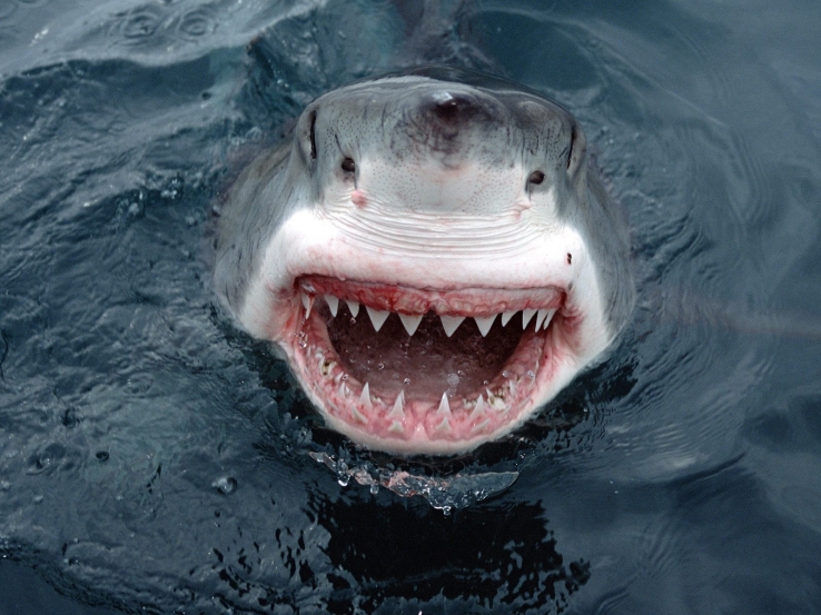 The Great White Shark- Mystery of the Deep