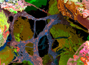 Reticulation