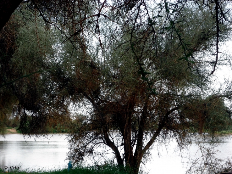 Nature 7
