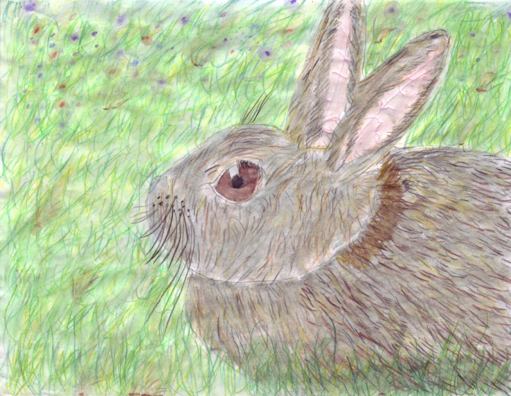 Puffy Rabbit - Melody St.Pierre