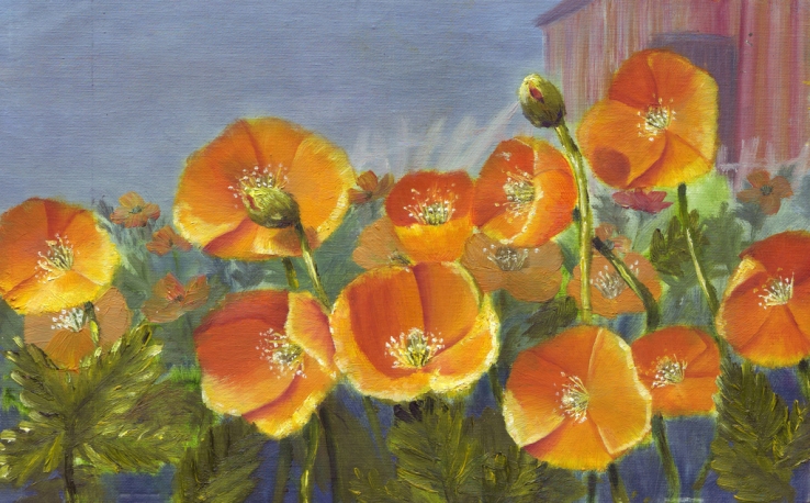 Meconopsis Cambrica - Joy Wan