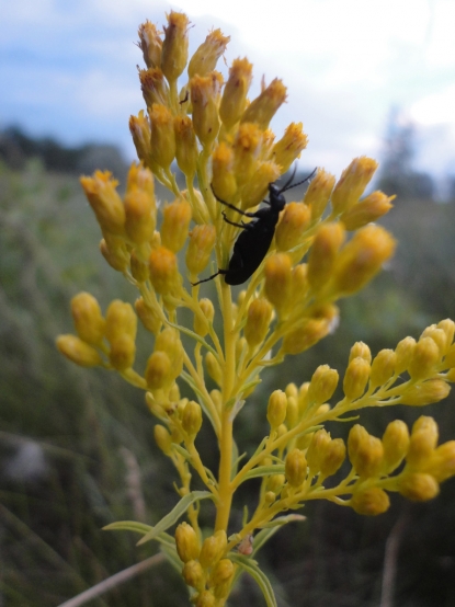 Beetle Hugging Flower - Lorie Tedford