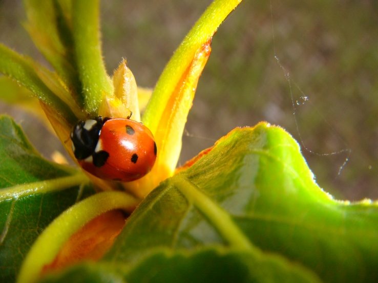 Ladybug - Kaitlin Laine