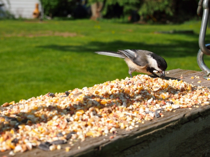 Chickadee - Danielle Van Werkhoven