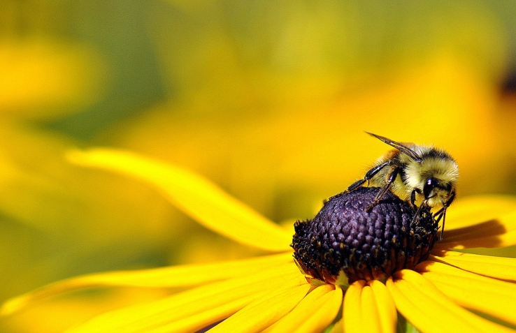 Bee - Curtis Van Impe