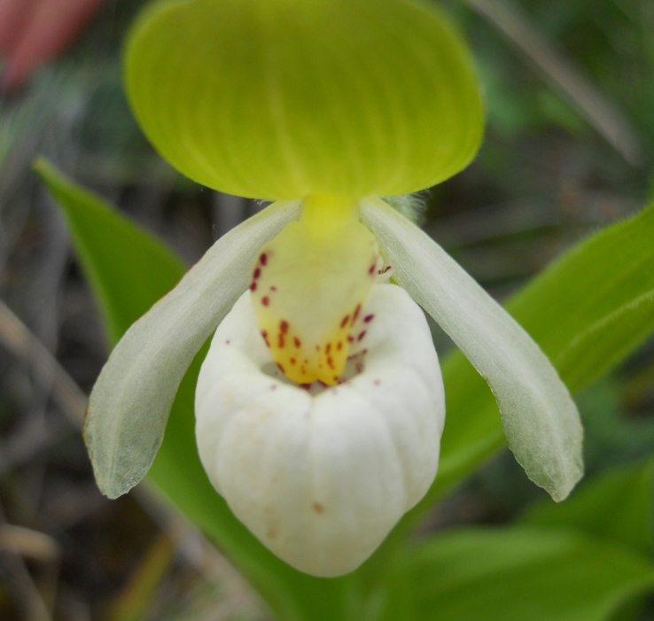 Not An Egg, but a Flower - Camas D'Antonio
