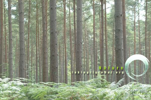 Nature TIG Concept