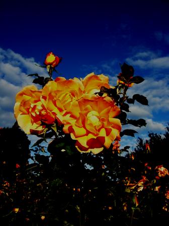 flower2
