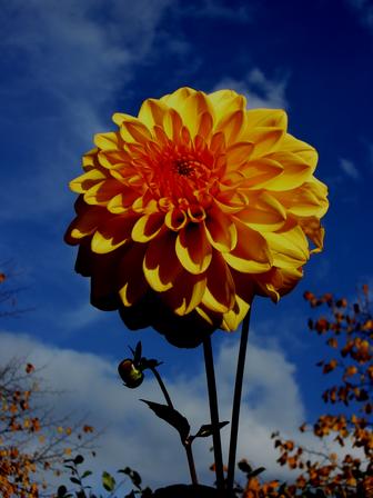 flower3