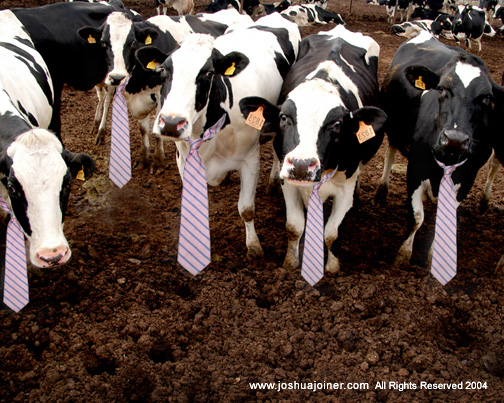 Executive Cow