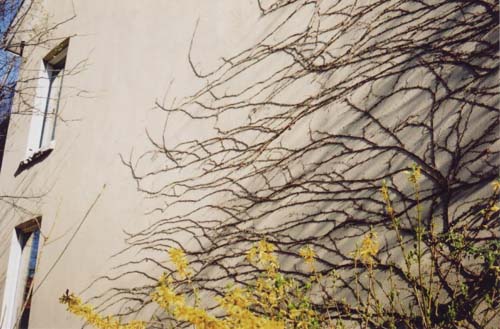 Wall