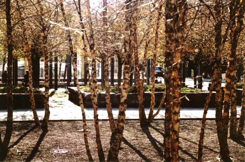 Trees
