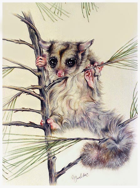 Alpine sugar glider possum