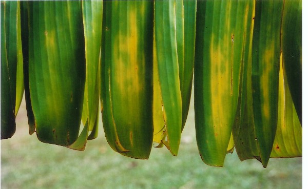 Banana Leaf