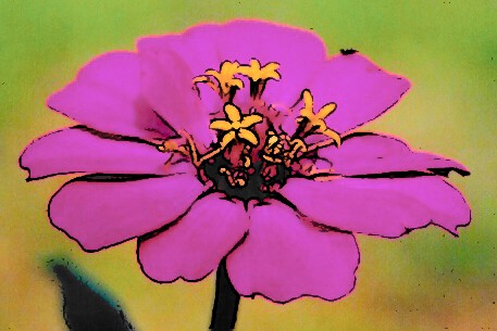 Fushia Flower