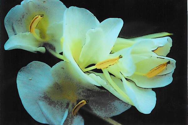 White Petals