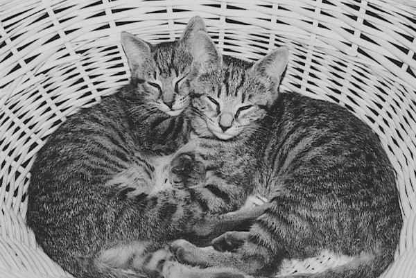 Sleeping Kittens