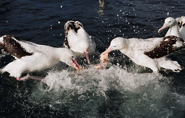 frenzy