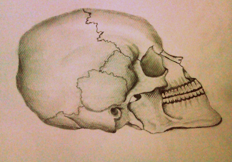 skull