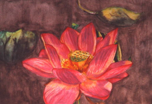 Lotus