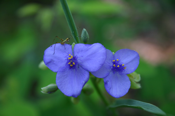 Tradescantia ernestia & Grasshopper