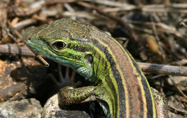 Six-lined racerunner