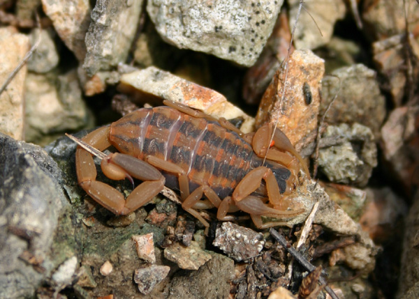 Scorpion