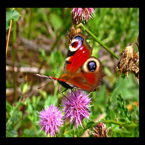 Peacock Butterfly
