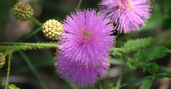 Sensitive Briar