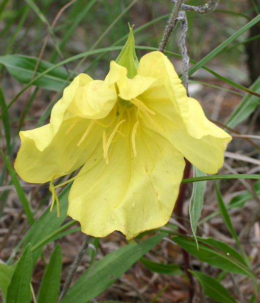 Missouri Evening Primrose