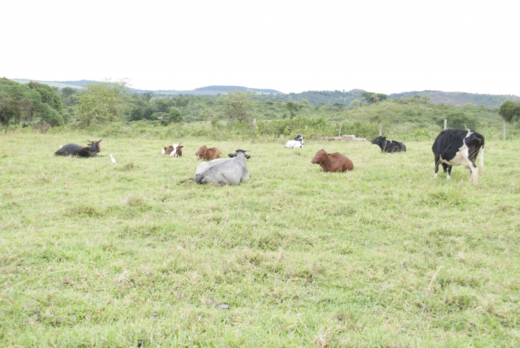 Ugandan Cattle at Njeru