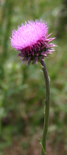 Exotic Thistle