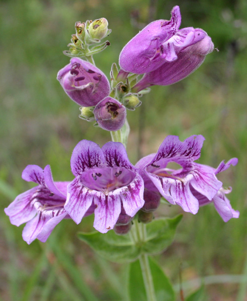 Purple Beard-Tongue