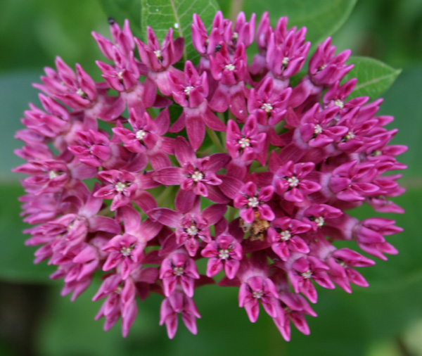 Purple Milkweed
