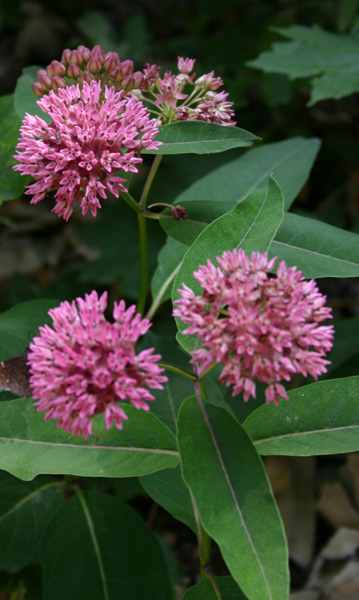 Another Purple Milkweed