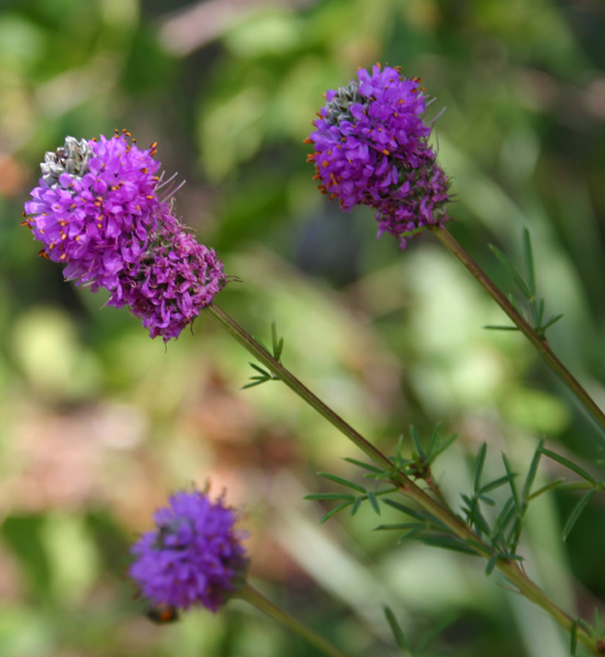 Purple Prairie Clover