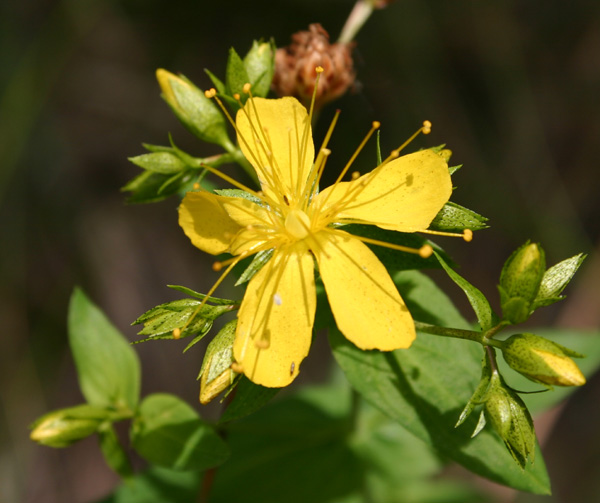 St. Johns Wort