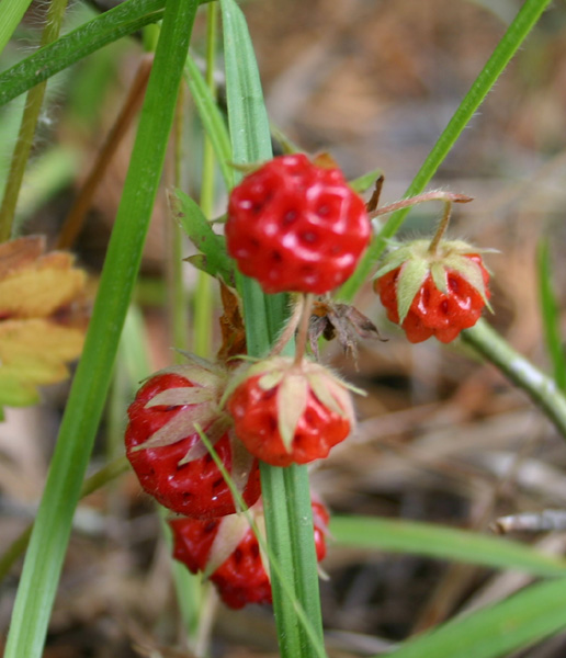 Wild Strawberries