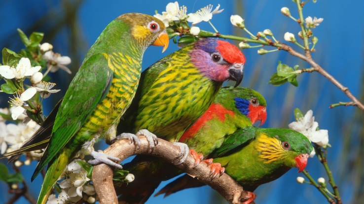 Parrots