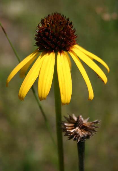 coneflower