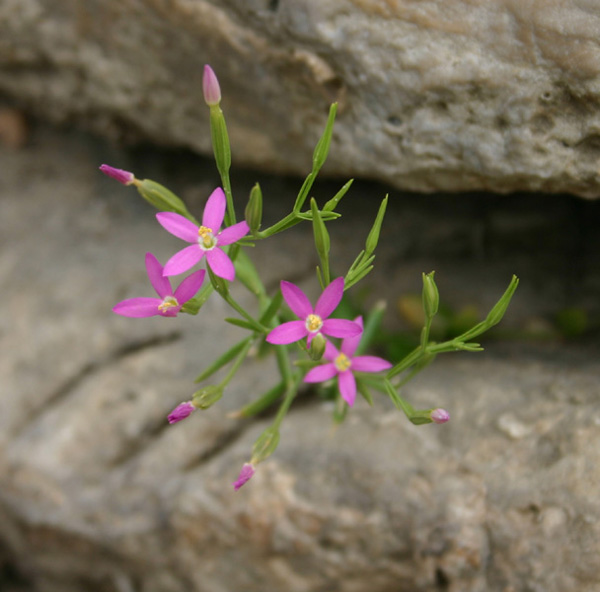 Rock Pink