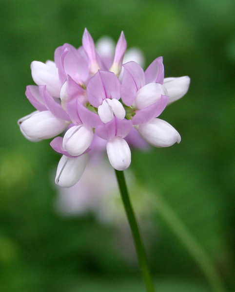 Crown Vetch