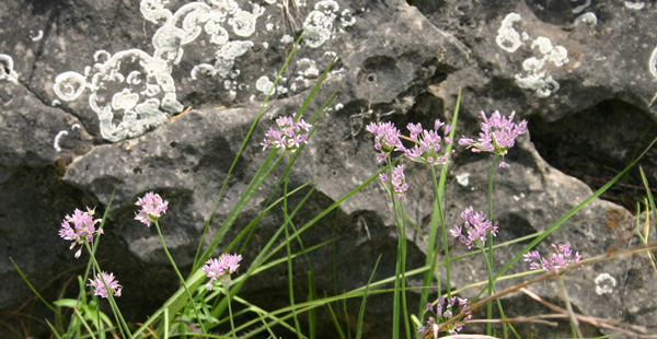 Wild Onion -Rock Lichens