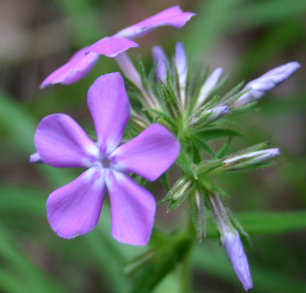 Sweet William